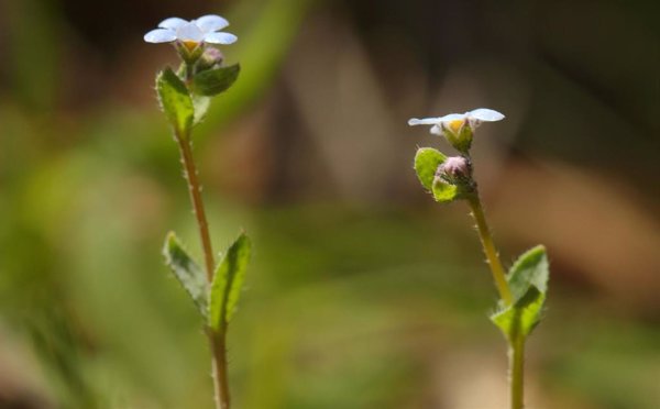 Andalucía confirma el redescubrimiento de la especie vegetal 'Nomevés' en Sevilla tras 42 años dada por extinguida