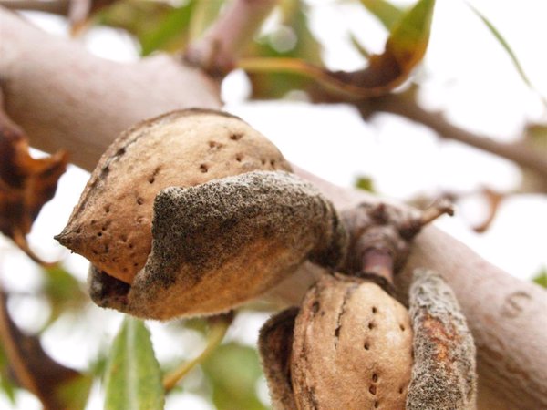 El Gobierno publica los 17.242 beneficiarios de ayudas de 20 millones por la sequía de frutos de cáscara