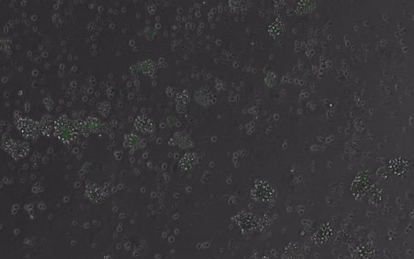 El CRG crea una IA que diseña moléculas capaces de controlar genes en células de mamíferos