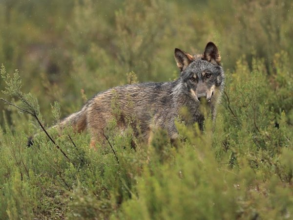 El PP consigue rebajar en Europa la protección del lobo y asegura el control poblacional para salvaguardar medio rural
