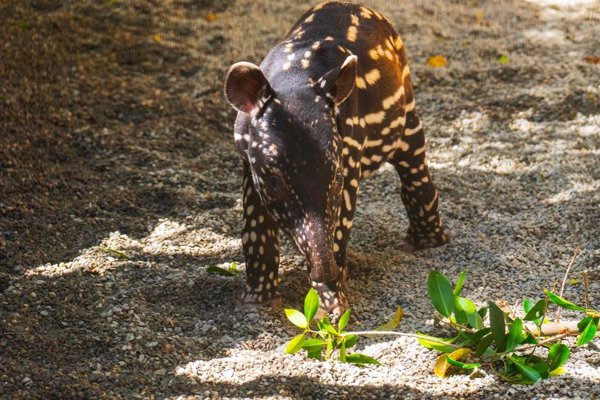 Tari, el nombre elegido por el público para la primera cría de tapir malayo nacida en Bioparc Fuengirola (Málaga)