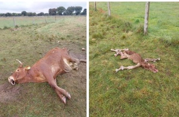 Un ataque de buitres acaba con la vida de una vaca y su ternero en una explotación de Salamanca
