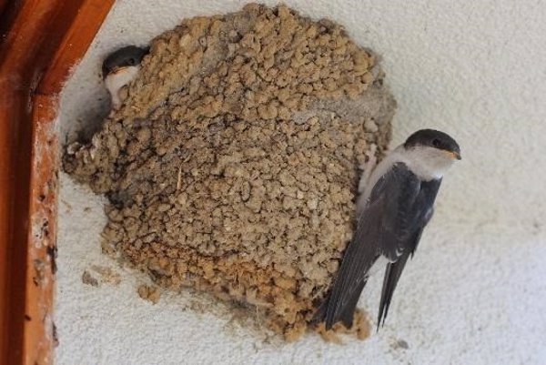 Baleares resalta la protección de los nidos de golondrinas, vencejos y avión común ante el inicio de la época de cría