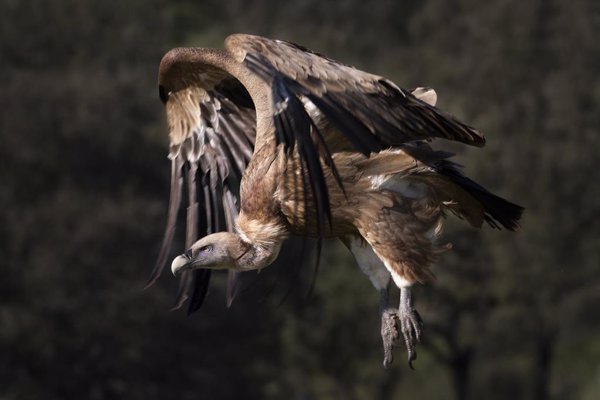 Un estudio señala que el desarrollo embrionario determina la evolución compartida de alas y patas en aves y dinosaurios