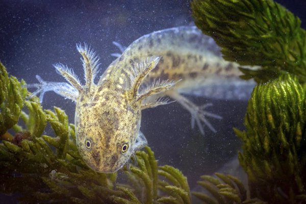 Generalitat y Fundación Bioparc colaboran con tres colegios en el proyecto de cría y reintroducción del gallipato