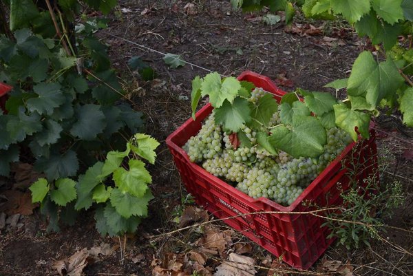 La producción de vino en España rondará los 36,8 millones de hectolitros, un 15% más