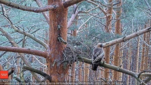 Activada la cámara para ver la vida en directo de las águilas calzadas del Parque Nacional de Guadarrama