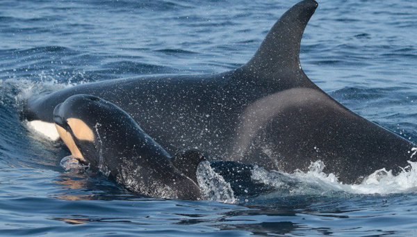 Los contactos entre orcas y embarcaciones en la zona del Estrecho se redujeron un 40% en 2024