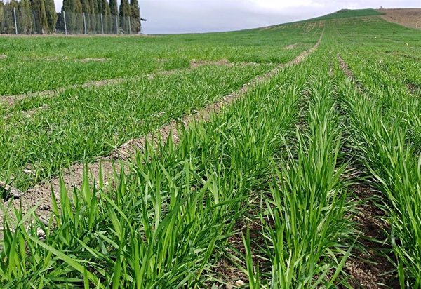La Eurocámara respalda imponer nuevos aranceles a productos agrícolas y fertilizantes de Rusia y Bielorrusia