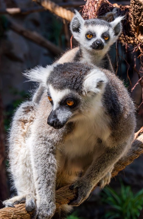 Nacen tres lémures de cola anillada, una especie en peligro de extinción, en el Loro Parque (Tenerife)