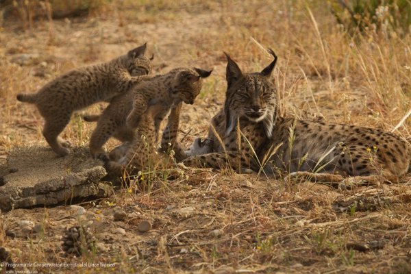 Los antepasados del lince ocupaban cuevas en busca de un lugar seguro para sus cachorros, según un estudio
