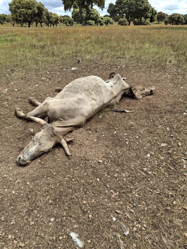 Un nuevo ataque de buitres mata una vaca y un ternero recién parido en Carrascal de Barregas (Salamanca)