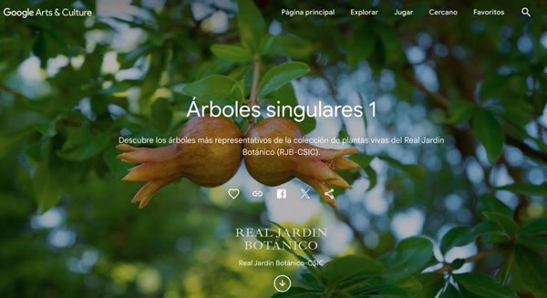 Incluyen los árboles singulares y los bonsáis del Botánico en un atlas botánico de 36 países