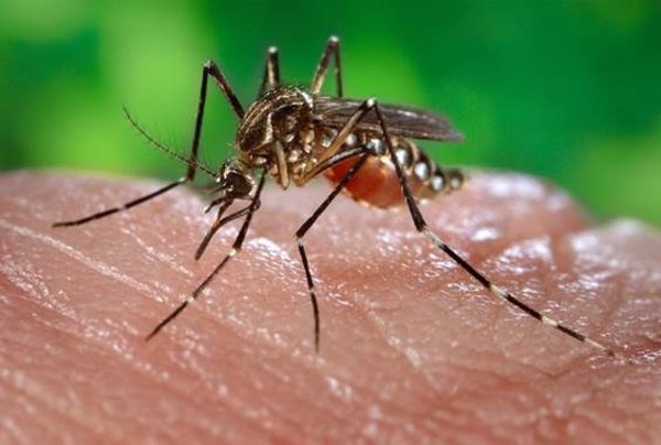 Los casos de fiebre amarilla se triplican en América, según la OMS