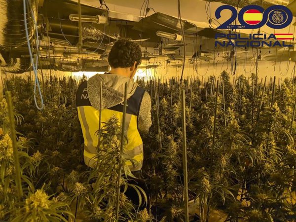 Desmantelan una plantación 'indoor' con 762 plantas de marihuana en Riudellots de la Selva (Girona)
