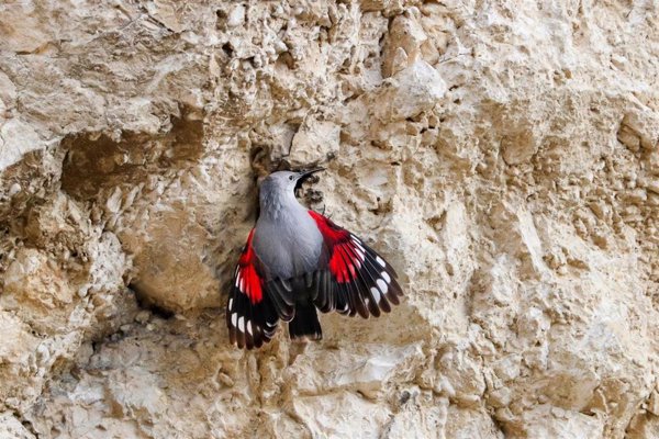 El treparriscos, Ave del Año 2025 de SEO/BirdLife, pasa la primavera reproduciéndose en Pirineos y cordillera Cantábrica