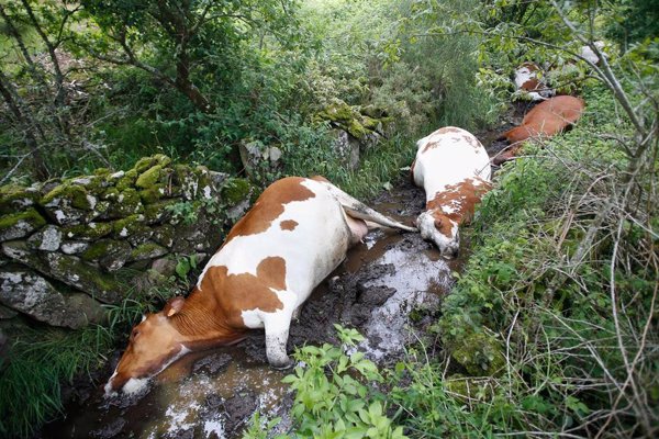 Mueren 27 vacas de una explotación ganadera de Rodeiro (Pontevedra) tras ser alcanzadas por un rayo