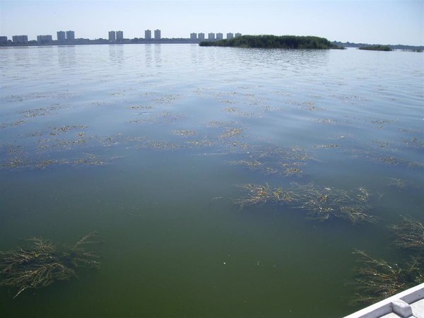 Imágenes de satélite confirman que la calidad del agua es clave para la vegetación acuática de l'Albufera