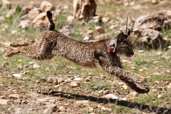 Ecologistas lamentan la muerte por atropello de dos linces en el entorno de Doñana