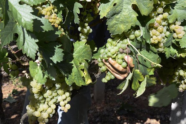 La Rioja, Castilla y León y Castilla-La Mancha, las zonas vinícolas más populares de España