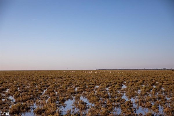 Las lluvias de primavera inundan la marisma de Doñana y permite el crecimiento de alimento y refugio para aves