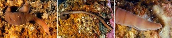 Descubren en la ría de Arousa al 'nemertino acordeón', una nueva especie de gusano que habita a 30 metros de profundidad