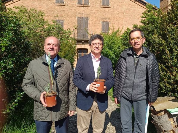 Aragón reintroduce la desaparecida planta 'Fibigia clypeata' en el Paisaje Protegido de San Juan de la Peña (Huesca)