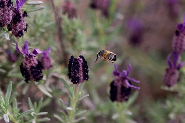 La Estación Biológica de Doñana estudia cómo el cambio global afecta a las abejas y su relación con las plantas