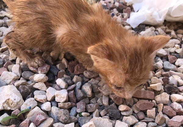 El 95% de gatos y 70% de perros que llegan a centros de recogida no tiene chip para localizar a su dueño, según estudio