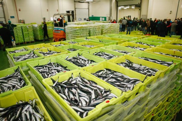 El Gobierno establece límites de capturas para la anchoa del Cantábrico a los buques de cerco