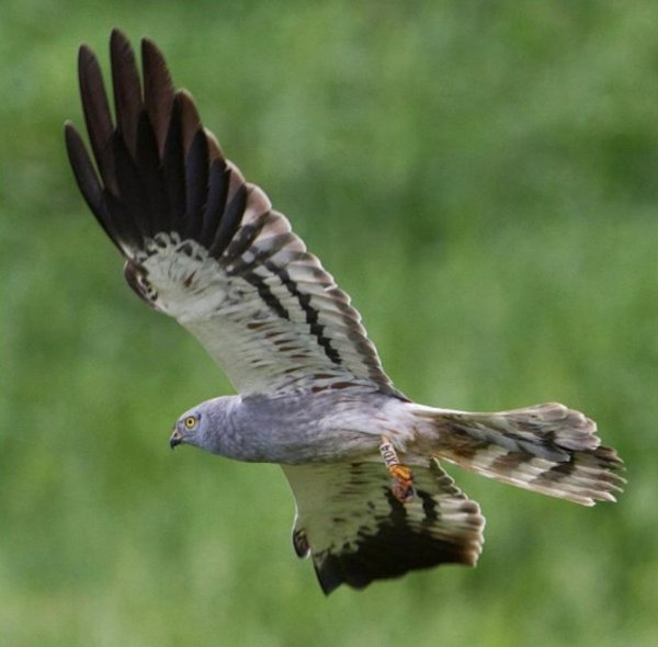 La Junta activa la campaña 2025 del aguilucho cenizo en Andalucía, con una media de 528 parejas reproductoras al año