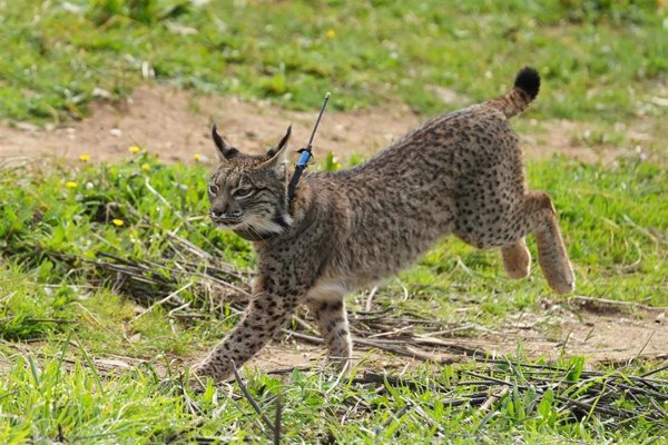 La población de lince ibérico alcanzó los 2.401 individuos censados en 2024, un nuevo récord