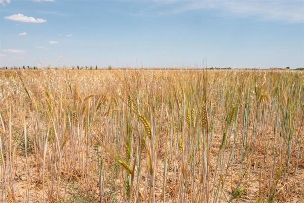 La Eurocámara aprueba imponer nuevos aranceles a productos agrícolas y fertilizantes de Rusia y Bielorrusia