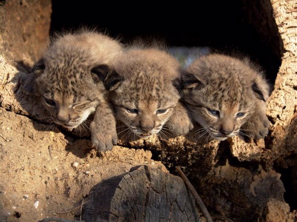 Los cachorros de lince nacidos en El Acebuche (Huelva) superan 