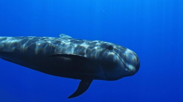 El Volumen 11 del Internacional Ocean Film Tour arranca el 1 de junio en Las Palmas de Gran Canaria