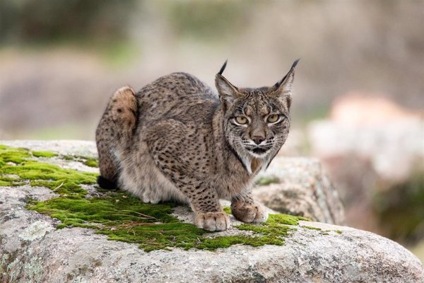 WWF celebra el aumento de linces, pero piden seguir trabajando contra el furtivismo, la caza ilegal y los atropellos