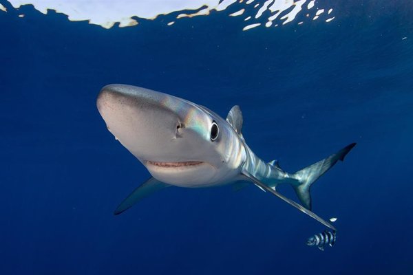 Canarias concentra la mitad de las especies en peligro crítico de extinción de España, según la Lista Roja de la UICN