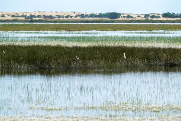 SEO/BirdLife señala que Doñana