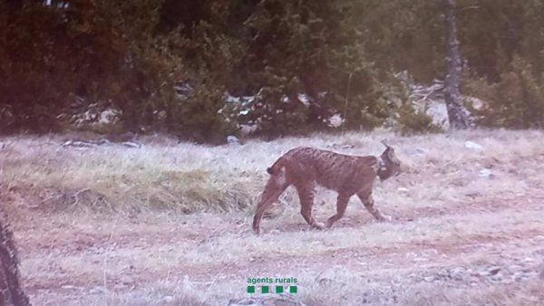 Detectan la presencia de un lince ibérico en el Prepirineo de Lleida