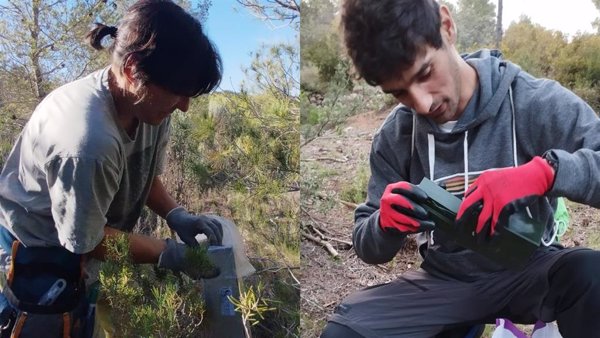 Terra Natura Benidorm (Alicante) se une a un proyecto nacional de seguimiento de micromamíferos