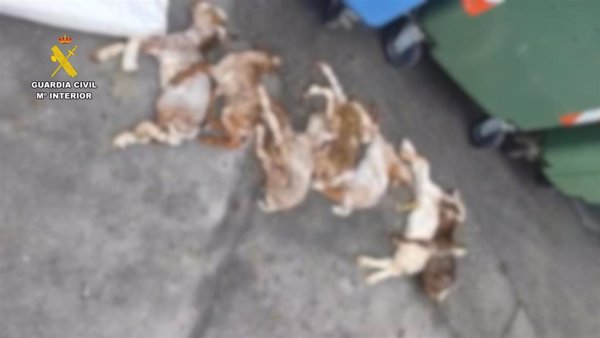 Investigado un vecino de Serradilla (Cáceres) por tirar a un contenedor seis cabritos muertos y uno vivo