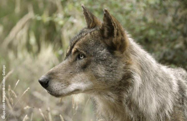 La Rioja espera que la orden de vedas que autorice la caza del lobo entre en vigor en verano
