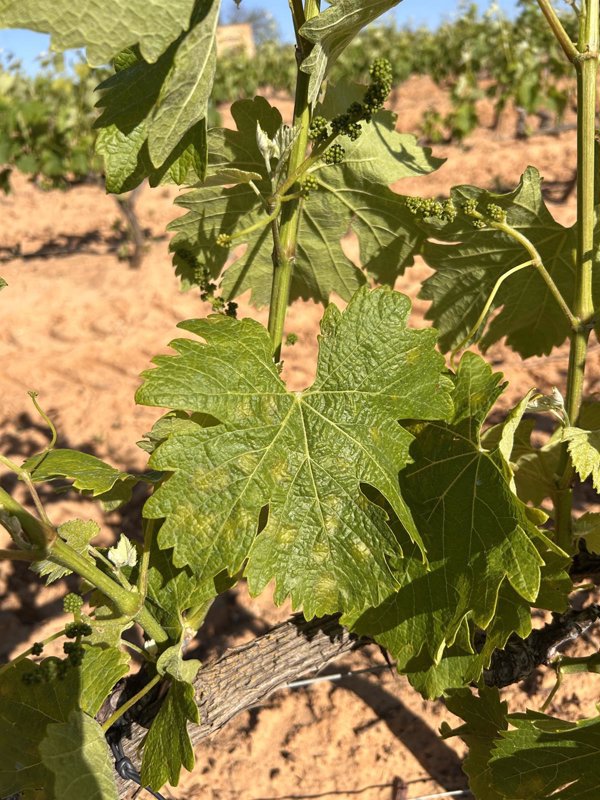 La DOP Condado (Huelva) alerta de que el mildiu afecta casi al 100% de las viñas y pide