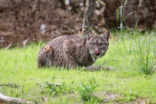 Andalucía reúne el 40% de linces ibéricos en la península, la segunda CCAA en población tras Castilla La-Mancha