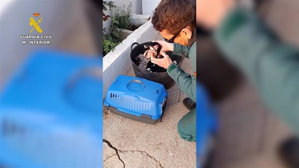 Un investigado por mutilar la cola de tres cachorros de perro por motivos estéticos en Tortosa (Tarragona)