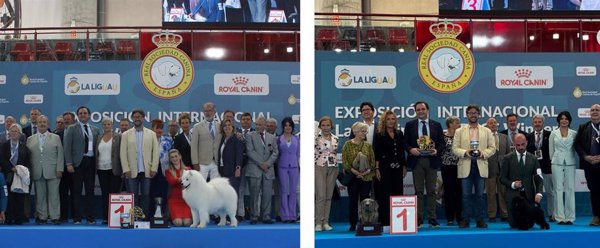 Un perro samoyedo y un affenpinscher, vencedores de la Exposición Internacional Canina 2025 de la RSCE