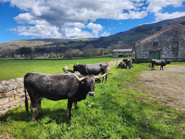 COAG rechaza la obligación del crotal electrónico para el vacuno al suponer un 