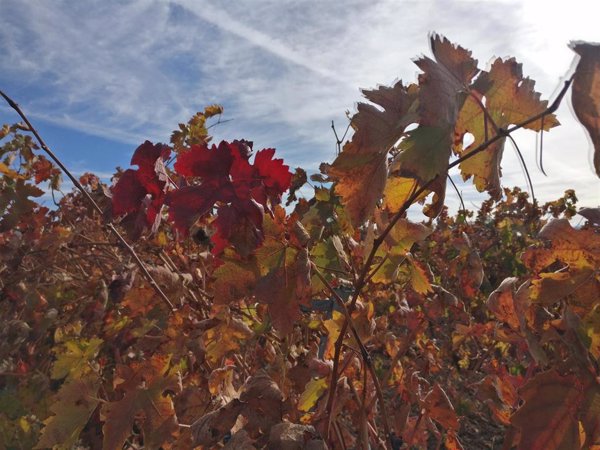 Completado el proceso de acreditación de la Organización Interprofesional del Vino de Rioja