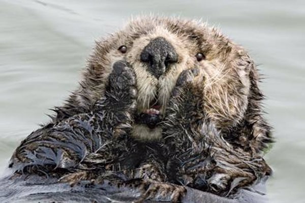 El humor en la naturaleza llega mañana al MNCN con la exposición 'Comedy Wildlife. Premios de Fotografía'