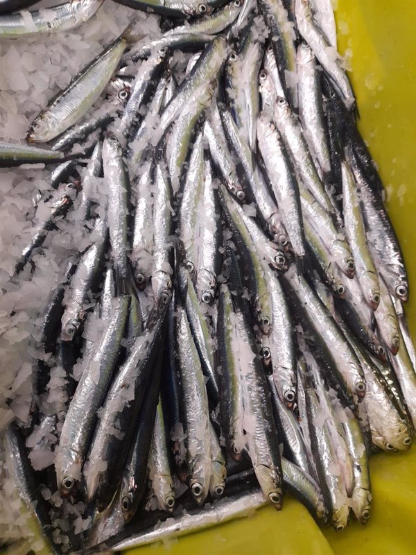 Los pescadores cántabros agotarán estos días el 85% de la cuota de anchoa del primer semestre